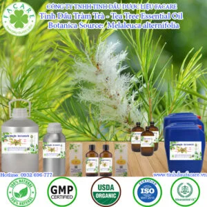 Tinh Dầu Tràm Trà - Tea Tree Giá Sỉ